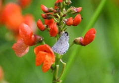 Celastrina echo gozora