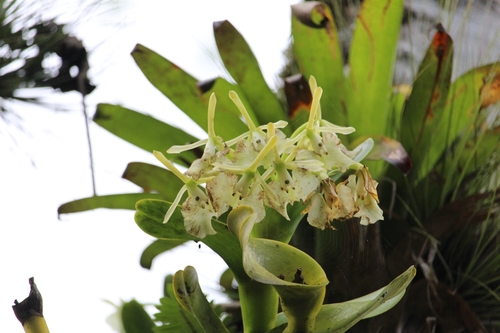 Epidendrum barbeyanum Kraenzl.