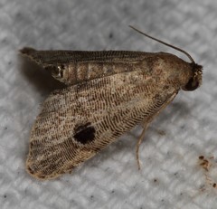 Abablemma brimleyana