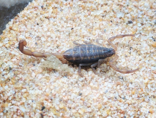 Hentz Striped Scorpion
