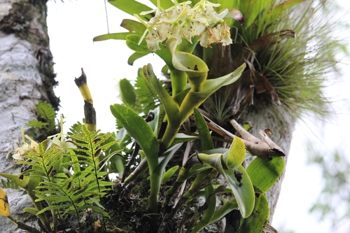 Epidendrum barbeyanum Kraenzl. 2