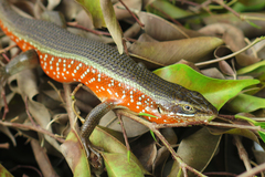 Trachylepis perrotetii