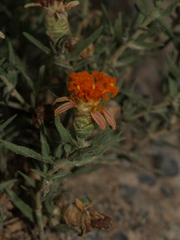Zinnia anomala