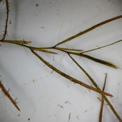 Potamogeton berchtoldii