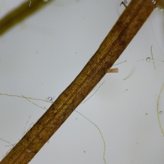 Potamogeton berchtoldii