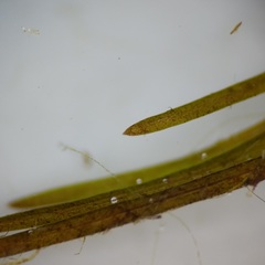 Potamogeton berchtoldii