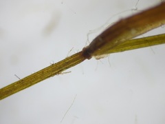 Potamogeton berchtoldii