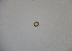 Potamogeton berchtoldii