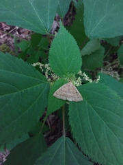 Zanclognatha jacchusalis