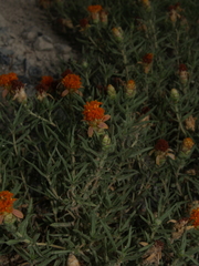 Zinnia anomala