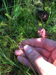 Carex billingsii