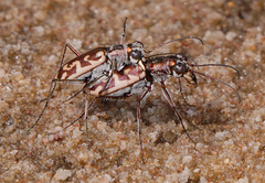 Ellipsoptera cuprascens