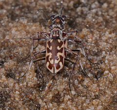 Ellipsoptera cuprascens
