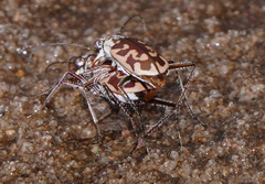 Ellipsoptera cuprascens