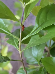Ambracius