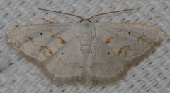 Scopula lautaria