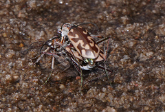 Ellipsoptera cuprascens