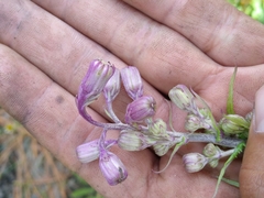 Senecio mulgediifolius