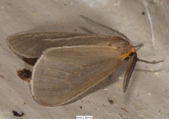 Pagara simplex