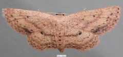 Scopula aemulata