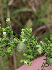 Rhopalomyia gemmaria