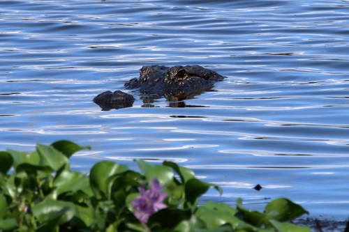 American Alligator photographed in Mississippi