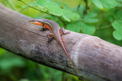 Trachylepis perrotetii
