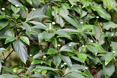 Cornus disciflora