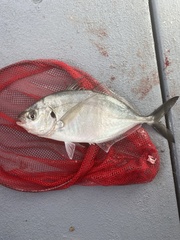 Pseudocaranx georgianus