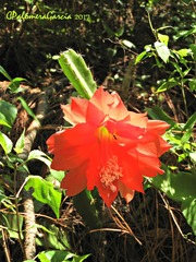 Disocactus speciosus