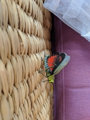 Taeniopoda picticornis