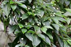 Cornus disciflora