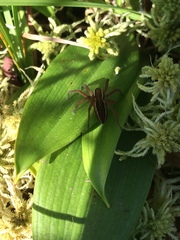 Dolomedes striatus