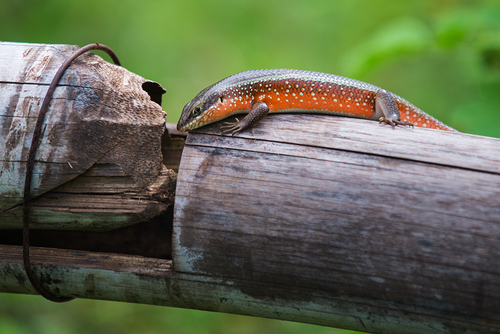 Fire-sided Skink