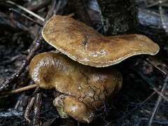 Boletinellus merulioides