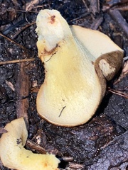 Boletinellus merulioides