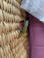 Taeniopoda picticornis