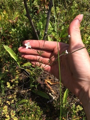 Epilobium leptophyllum