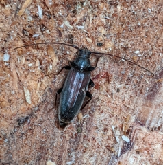 Opsimus quadrilineatus