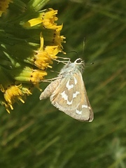 Senecio scorzonella