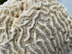 Pseudodiploria strigosa