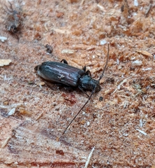 Opsimus quadrilineatus