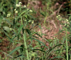 Verbesina walteri