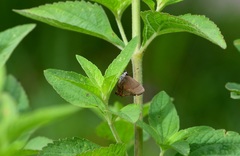 Electrostrymon guzanta