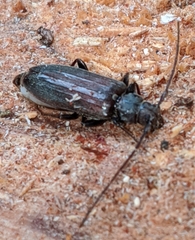 Opsimus quadrilineatus