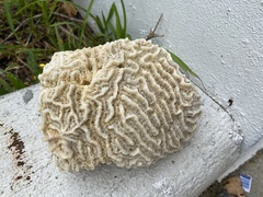 Pseudodiploria strigosa