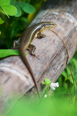 Trachylepis perrotetii