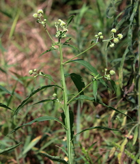 Verbesina walteri