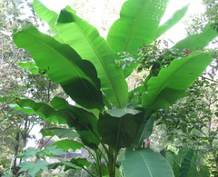 Musa basjoo