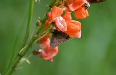 Electrostrymon guzanta